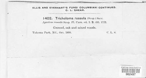 Tricholoma russula image